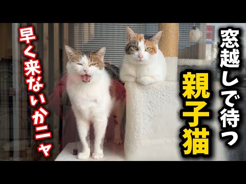 Recently, a very welcome change has occurred in the pregnant cat who was previously threatening.