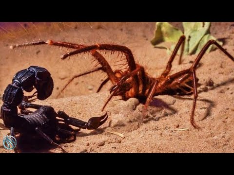 SOLIFUGE | CAMEL SPIDER ─ Murderous Speed Demon of the Desert