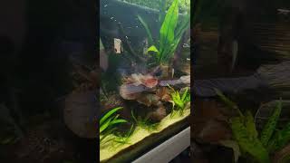 Natural aquarium #naturalaquarium  #deepsubstrate #fish #freshwater #tetra