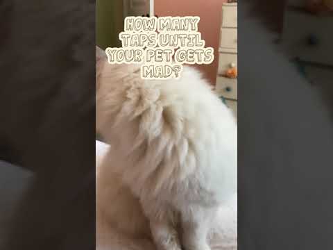 My cat mittens rage quitter lol