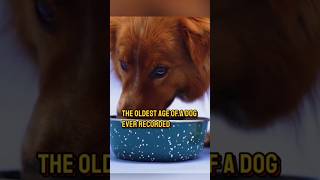 What is the oldest recorded age of a dog? 🐾😱 #oldest #age #dog #doglife #animals #dogbreed #furbaby
