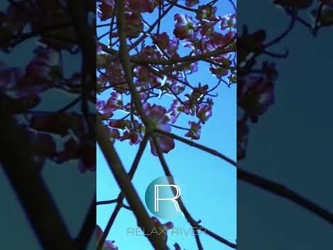 🔵 30 SEC THAI SPA MUSIC 🌺🧘‍♀️💆‍♂️ #SpaMusic #ThaiMassage #Relaxation