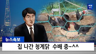 [시골살이 살아보기]토종닭 청계닭 키우기