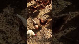 자유방목 1번 유정란 NON-GMO 청년농부