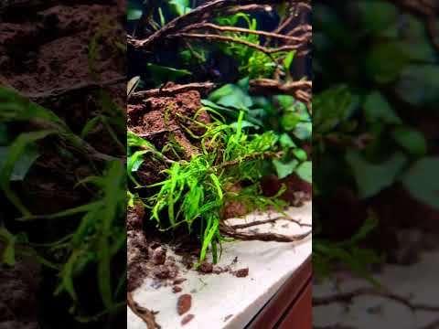 200 x 60 x 70h Discus Aquarium Project