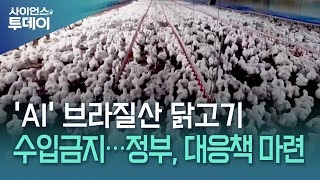 브라질산 닭고기 수입 금지..."국내 공급 늘려 대응" / YTN 사이언스