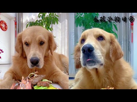 【毛孩子的日常】狗子：終于吃飯了 #萌宠#可爱 #可爱到爆炸 #狗子#干饭 #干饭狗的日常 #干饭王 #funny #搞笑