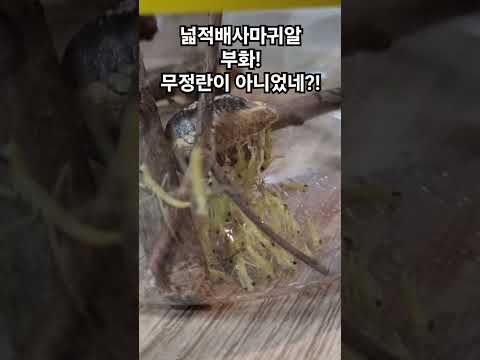 넓적배사마귀 알 부화!