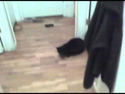 Jr. Steals Roomates Weed...