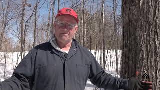 Maple Tapping Basics - featuring Ray Bonenberg