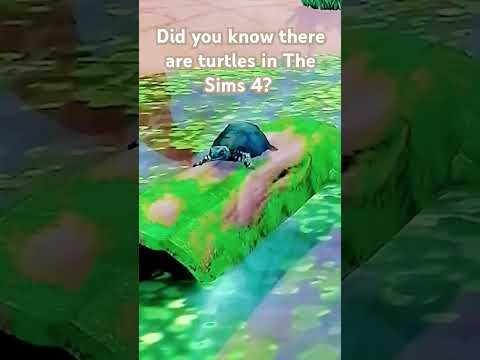 🐢🐢🐢#sims4 #turtle #funny #di#you#know#cute