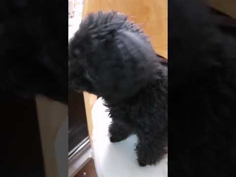 犬 くろい