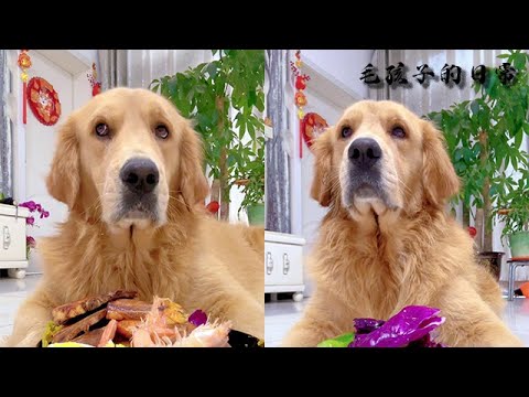 【毛孩子的日常】毛孩兒：終于開飯了#萌宠#可爱 #可爱到爆炸 #狗子#干饭 #干饭狗的日常 #干饭王 #funny #搞笑