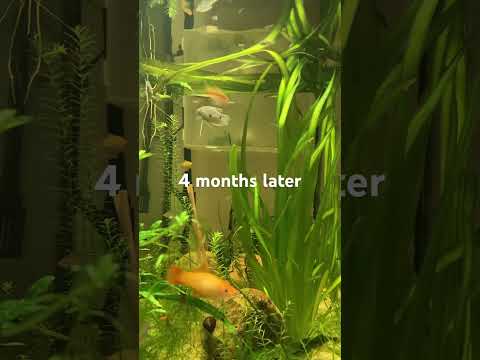 My planted aquarium 4 months later. #aquarium #fishtank #fishkeeping #naturalaquarium