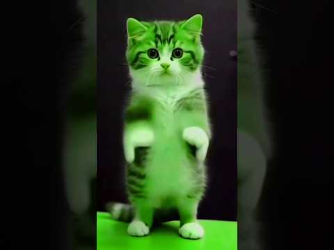 #Cat dance 🤓 #funnyshorts#yutube #intertainmentvideo #🤓🤓