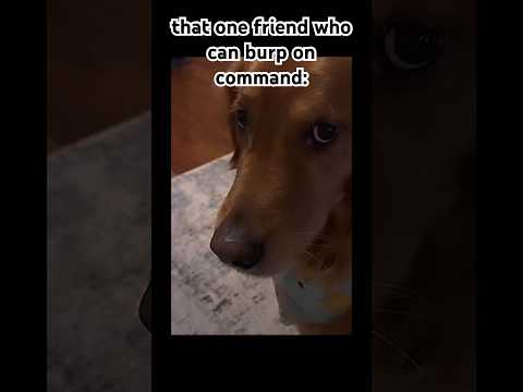 YOU KNOW WHO YOU ARE 🫵🏻 #funnyimages #tiktok #friends #funny #fyp #trending #dog