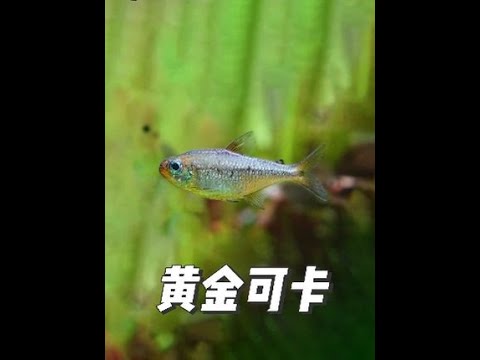 Golden Coca, one of the classic breeds of the Coca family.    #GoldenCoca #OrnamentalFish
