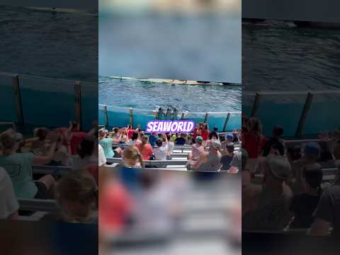 Crowd goes wild Seaworld #seaworld #familyfun #travel #seaworldorlando d