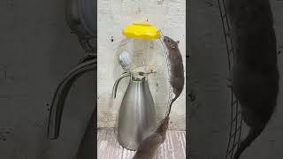 #rat #mousetrap #mouse #animals #cute #rattrap #fish #pets #petrodent #fishing