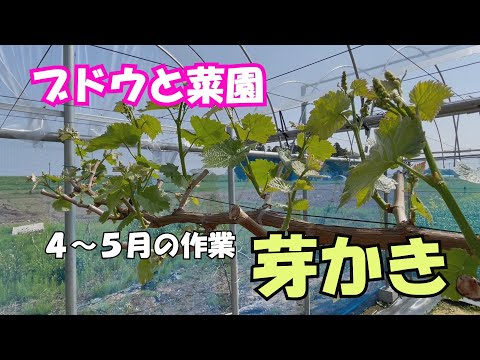 ブドウと菜園　４～５月の作業　芽かき
