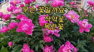 무슨 꽃 일까요  작약꽃 모란꽃 확실하게 아는분 있나요