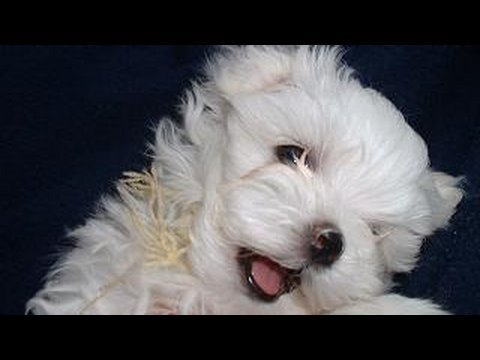 CUTE PUPPIES!!- 6 Weeks Old- Nursing from their Uncle!!