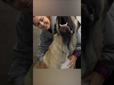 I fell in love with a massive 72kg dog