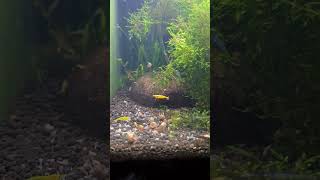 healthy aquarium####
