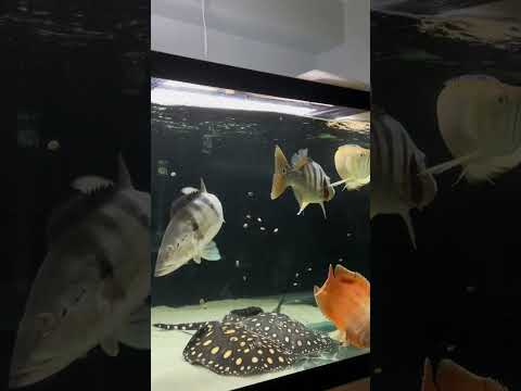Feed the beasts!