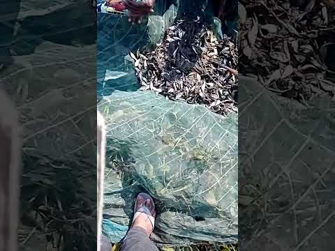 Small fishing