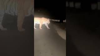#tiger  #almora  #uttarakhand