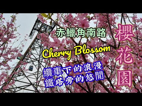 櫻花園 | 赤鱲角南路 | 廣州櫻 | 觀景山 | Cherry Blossom【Miranda Ng 生活點滴】