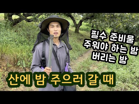 가을 밤 주으러 갈때 꿀팁 알려 드립니다 - 햇밤 직거래 농장