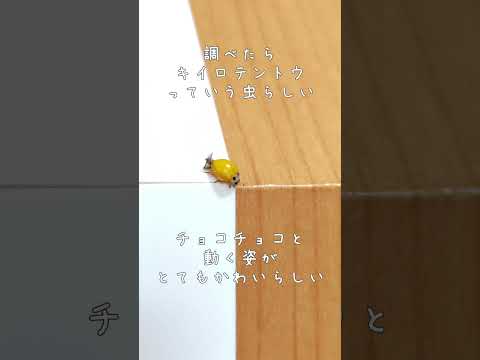 かわいい虫が家にいた！🐞キイロテントウ
