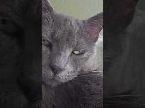 half-year-ish old cat video #cat #greycat #graycat  #annoying #shorts #catvideos