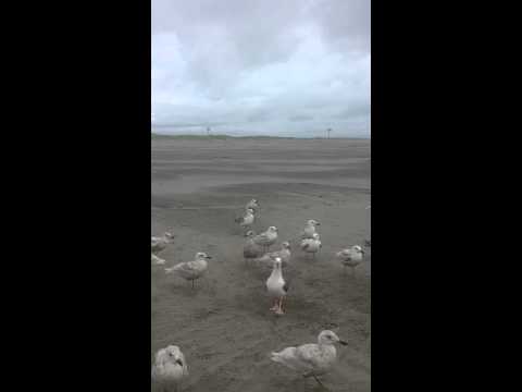 Killer birds!