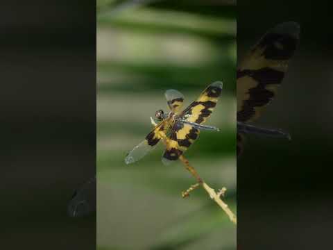 #telephoto #zoom #100x photography #zoomtest #nature #trending #photographer #wildlife #s25ultra