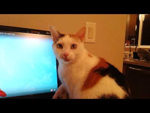 Cali chasing fish - pt 2