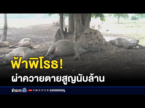 เจ้าของเศร้า ฟ้าผ่าควายตาย 4 ตัวสูญนับล้าน | ชงข่าววันเสาร์ | 17 พฤษภาคม 2568