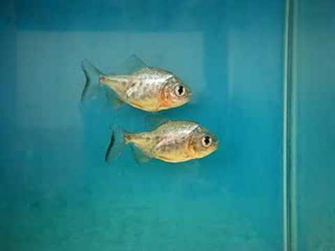 Baby Red Belly Pacu 紅肚倉BB