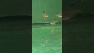 XL Rosy Barbs at www.best4pets.in #aquariumgoals #slowmotion #aquarium #freshwateraquarium