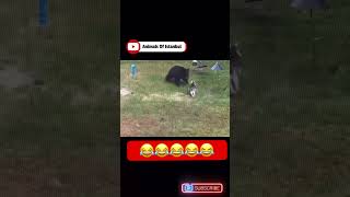 Kitty vs Bear 😂#short #bear #kitty #funny #share #fypシ゚viral #animals #explore #subscribe