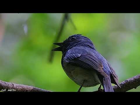 【悠遊鳥】4K | 海南藍仙鶲 | Hainan Blue Flycatcher | 劇院式製作 | Cinematic Production