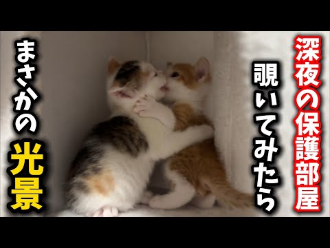 When I looked into the room late at night, the kittens were doing something unexpected...