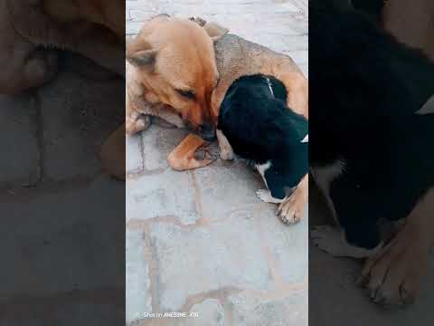 Sweet dog babby #love #music #doglover