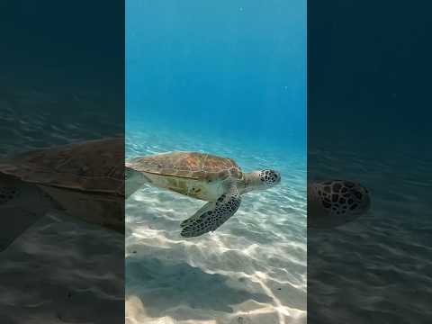 A magical encounter 🥹🫶🏽 Watch Ep: 7 of my series to learn more about sea turtles! #ocean #mermaid