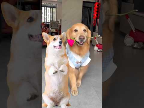 Cute Puppy Dance 🐕 #dogdance #puppydance #doggydance