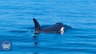 Mediterranean Sea - Documentary (Part 1)