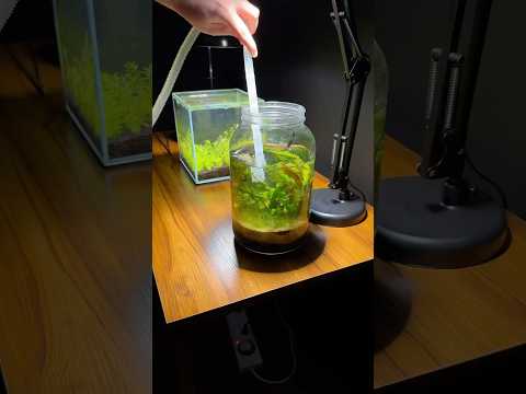 Rebuilding a nano planted jar aquarium