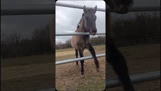 Cute🫶🫶 #horse #synthmagic #equestrian #synthriders #synthfam #showpony #love  #music #horseriding